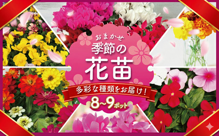 季節 の 花苗 おまかせ 8〜9 ポット[ 花苗]