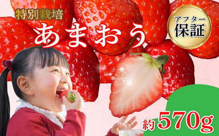 【2027年3月発送】 訳あり 福岡県産 あまおう 約285g×2P 約570g いちご 苺 イチゴ 期間限定 ULU