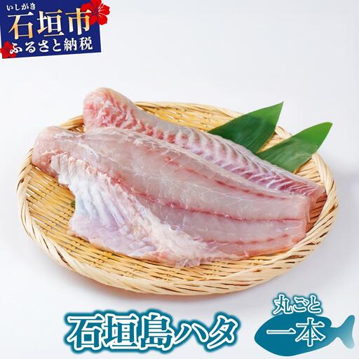 石垣島 ハタ 丸ごと1本