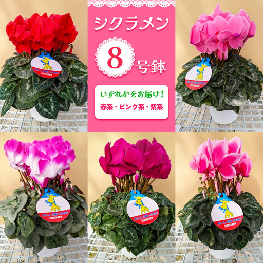 【先行予約】シクラメン 8号鉢 (赤系・ピンク系・紫系のいずれか) [0748]