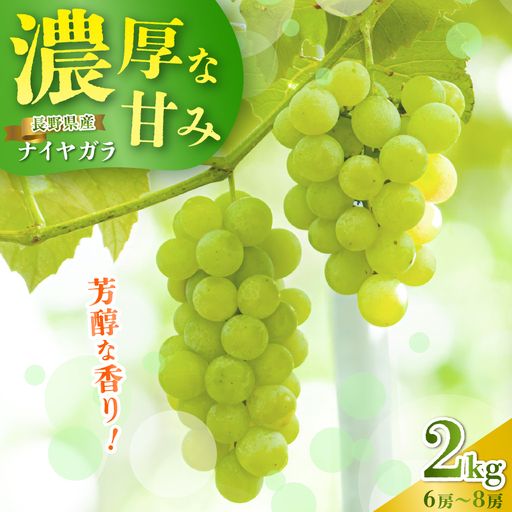 【2026年 先行予約】信州塩尻産 こくうま ナイヤガラ 2kg （6房～8房 生食用）