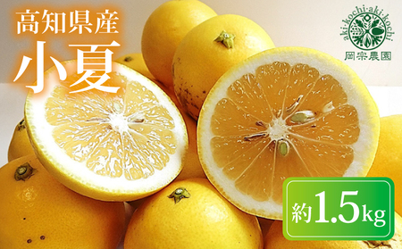 [2026年出荷分]小夏 (日向夏) 小夏 1.5kg | 期間 数量 限定 旬 人気 果物 くだもの 柑橘 フルーツ みかん ジュース 高知県 安芸市 BK