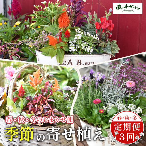【定期便3回】季節の寄せ植え（ガーデニング ギフト寄せ植え 贈答用寄せ植え 母の日 誕生日 記念 定期便）