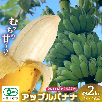 バナナ[2026年発送]宜野座村産 有機JAS認証のアップルバナナ 約2kg