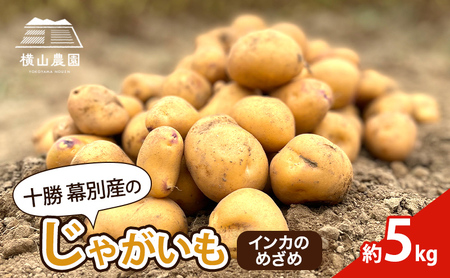 先行予約 じゃがいも 約5kg インカのめざめ じゃがいも