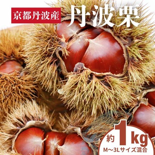 丹波栗 1kg M〜3L サイズ 京都 丹波産 南丹市 大粒 生栗 和栗 国産 丹波栗