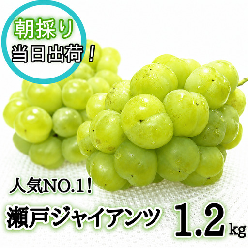 ぶどう 瀬戸ジャイアンツ 1.2kg(2〜3房)朝採り岡山県産[2027年発送][hfbd007-03]