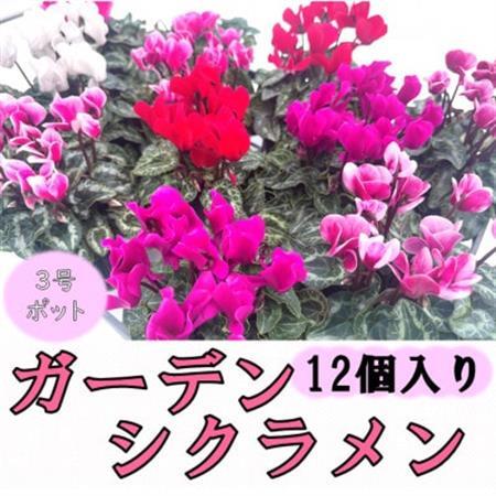 [10月〜11月発送]ガーデンシクラメン 3号ポット(12個入り)