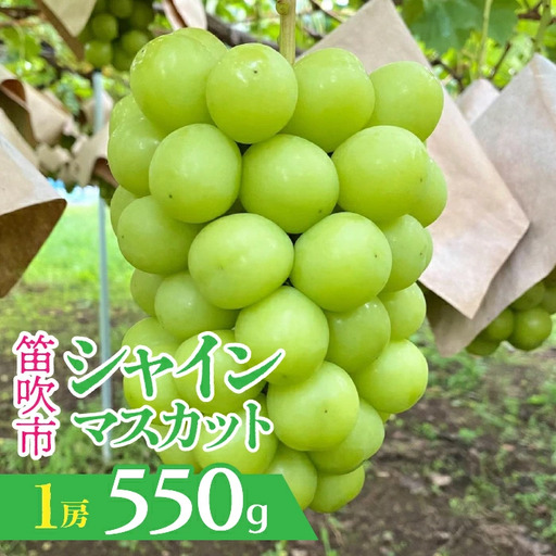 [2026年発送★先行予約]山梨県笛吹市産 シャインマスカット 1房 約550g 230-009-26y