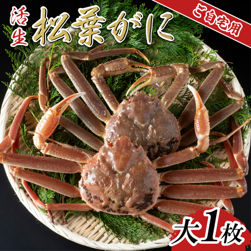 [活生]ご自宅用松葉ガニ 大 1枚 2026年11月〜順次発送予定|鳥取 日本海 松葉がに 松葉蟹 かに ズワイガニ[22060]