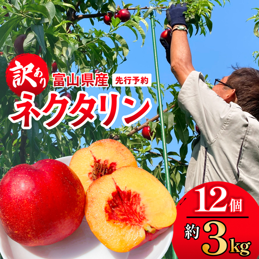 【先行予約】【訳あり】富山県産 ネクタリン 12個 （約3kg） ＜2026年8月中旬以降順次発送＞