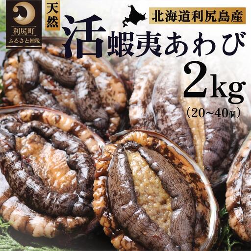 【10～12月発送受付】活アワビ ２kg 天然蝦夷あわび 利尻島産【期間限定】利尻昆布を食べて育った美味しいあわび [1060138]