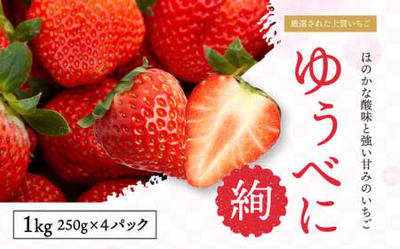 ＜ R8年熊本地震復興支援 ＞絢音ベリー農園 絢 いちご ゆうべに 計1kg （250g×4）イチゴ 苺 果物 くだもの フルーツ 【2026年12月上旬～2027年4月下旬迄順次発送予定】