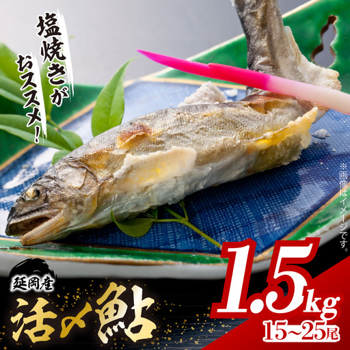 【2026年5月以降発送】延岡どれ鮎（冷凍）1.5kg N017-YA6615
