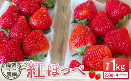 [ R8年熊本地震復興支援 ]絢音ベリー農園 絢 いちご 紅ほっぺ 1kg (250g×4パック) 苺 先行予約 熊本県 フルーツ 厳選 [2026年12月上旬〜2027年4月下旬迄順次発送予定]