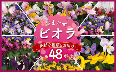 季節 の 花苗 ビオラ おまかせ 48ポット [花苗]