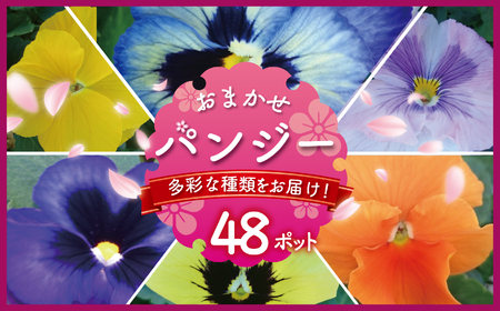 季節 の 花苗 パンジー おまかせ 48ポット [花苗]