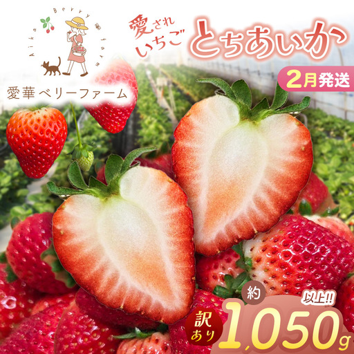2027年先行予約【2月発送】いちご王国の愛され苺 とちあいか 訳あり 1050g