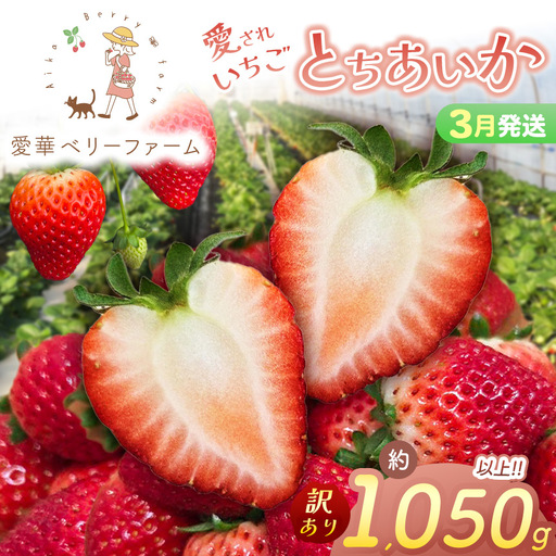 2027年先行予約【3月発送】いちご王国の愛され苺 とちあいか 訳あり 1050g