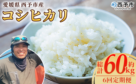 【先行予約】＜令和8年産 愛媛県西予市産 コシヒカリ 10kg（6回定期便）＞ 定期便 お米 コメ こめ 白米 精米 ご飯 新鮮 10キロ 愛媛県産 宇和町産 こしひかり 特産品 もとき農園 愛媛県 西予市【常温】『2026年10月・11月頃から順次発送予定』 UMK0014