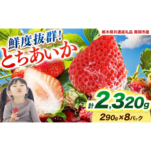  【2027年先行予約】鮮度抜群 いちご とちあいか 290g×8P【栃木県共通返礼品 真岡市産】 栃木県矢板市