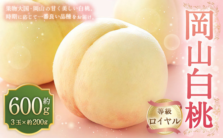 岡山白桃 ロイヤル 3玉 × 約200g 計約600g 岡山県産 （早生種・中生種） 【2026年7月上旬～8月下旬迄発送予定】 ／ 白桃 桃 もも 果物 果実 フルーツ 岡山県 美咲町 冷蔵