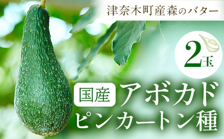 国産 アボカド ピンカートン種 2個入り[2027年1月中旬-2月中旬頃出荷]熊本県 津奈木町 アボカド アボカドピンカートン 果物 旬 果物 南興ファーム