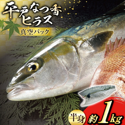 刺身 ヒラマサ 平戸なつ香 ヒラス 半身 約1kg
