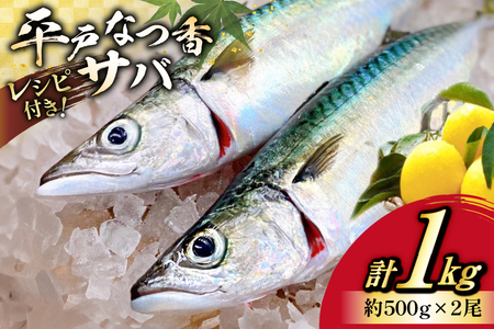 鯖 刺身 平戸なつ香 サバ 約500g 2尾