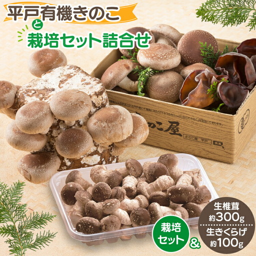 きのこ しいたけ きくらげ 椎茸菌床 生椎茸 生きくらげ セット