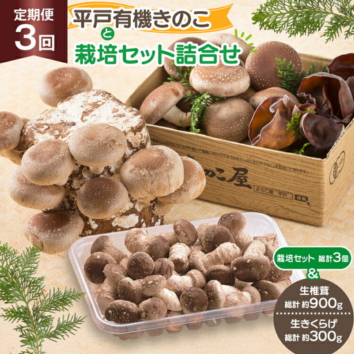 きのこ しいたけ きくらげ 椎茸菌床 生椎茸 生きくらげ セット 3回 定期便