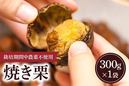 【2026年先行予約】冷凍 焼き栗 1袋 （果じゅまる園）栗 くり クリ M L サイズ 焼栗 農薬不使用 殺虫剤不使用 国産 和栗 甘栗 果物 フルーツ くだもの 秋 旬 10月 11月 12月 発送 産地直送 農家直送 産直 甘い 茨城県 石岡市 (A18-005)