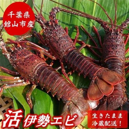 【先行予約】【金曜日発送】漁師直送!千葉県館山産 天然『活』伊勢海老　約1kg(サイズお任せ)【配送不可地域：離島・北海道・沖縄県・中国・四国・九州】【1676092】