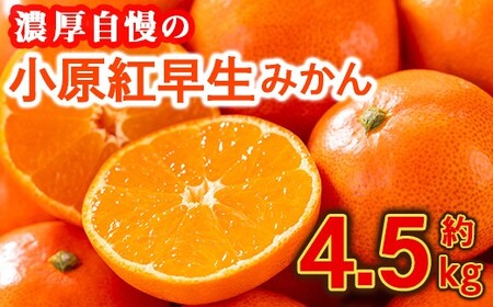 [先行予約!2026年12月上旬以降順次発送予定]香川県産 小原紅早生みかん(約4.5kg) 国産 果物 ミカン [man358][Aglio nero]