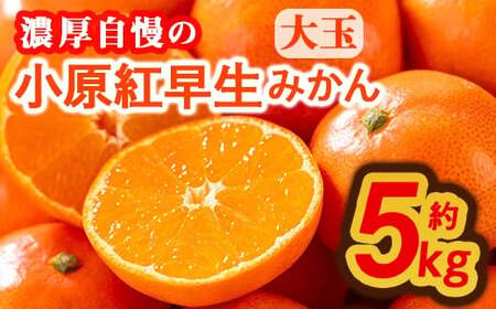 [先行予約!2026年12月上旬以降順次発送予定]香川県産 小原紅早生みかん(約5kg/大玉) 国産 果物 ミカン [man359][Aglio nero]