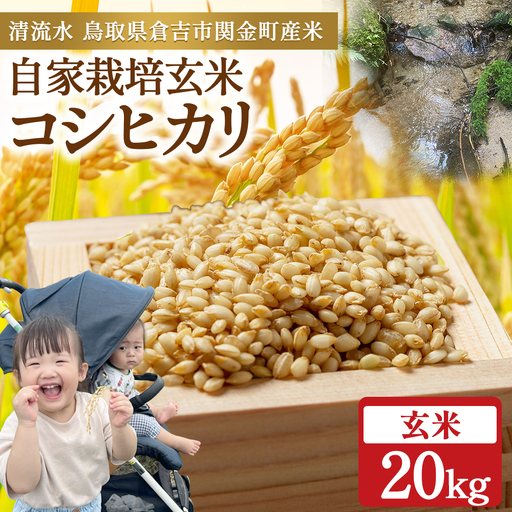 令和8年産米 コシヒカリ 玄米 20kg 新米
