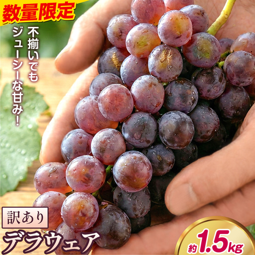 デラウェア ご家庭用デラウェア 約1.5kg