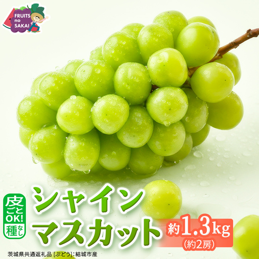 シャインマスカット 約1.3キロ(約2房) [2026年9月より発送開始](茨城県共通返礼品 [ぶどう]:結城市産)