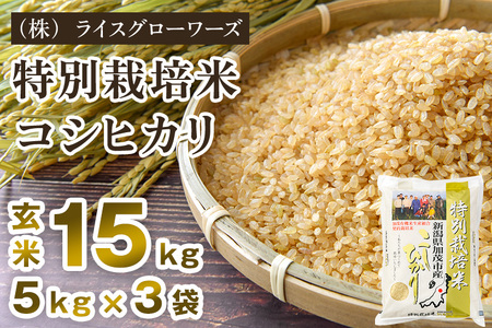 【令和8年産新米先行予約】新潟県加茂市産 特別栽培米コシヒカリ 玄米15kg（5kg×3）《10月上旬～順次出荷》 従来品種コシヒカリ （株）ライスグローワーズ