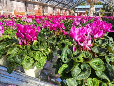 大倉花園のシクラメン（6号）｜秦野の花 シクラメン 観葉植物 クリスマス