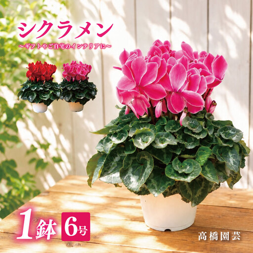 25_012-07-1　高橋園芸の秦野の花　シクラメン（6号）
