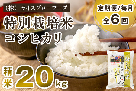 【令和8年産新米先行予約】【定期便6ヶ月毎月お届け】新潟県加茂市産 特別栽培米コシヒカリ 精米20kg（5kg×4）《10月上旬～順次出荷》 （株）ライスグローワーズ