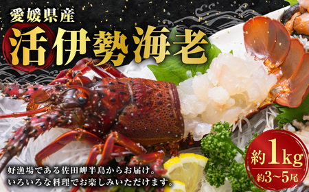 伊勢海老 1kg以上 伊勢エビ イセエビ 海鮮 魚介 冷蔵 愛媛県【2026年9月上旬-2027年4月下旬発送予定】 （846）