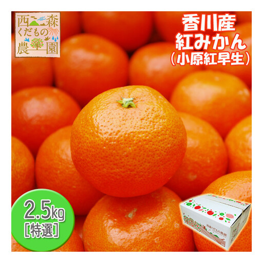 『2025年12月より順次発送』香川オリジナル品種「紅みかん(小原紅早生)」2.5kg[のしシール付き]