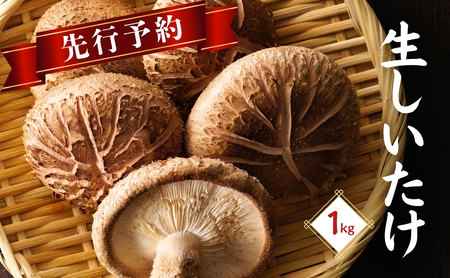 [生椎茸 先行予約]大分県産 肉厚生椎茸 1kg | 津久見市