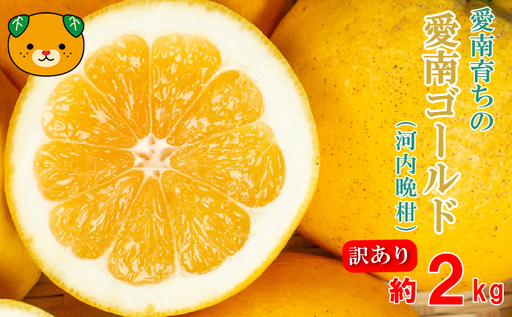 訳あり 愛南ゴールド(河内晩柑) 2kg 柑橘 愛南ゴールド 青果市場
