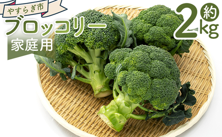 【2026年11月末以降発送】ブロッコリー ２ｋｇ 家庭用 yr-0087