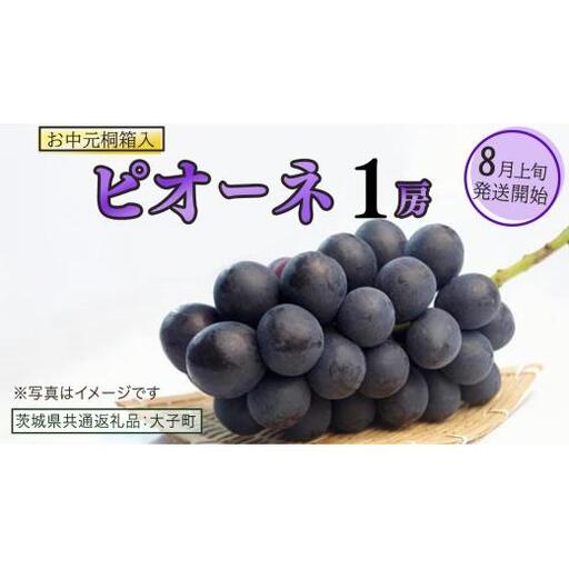 [ お中元 桐箱入り] ピオーネ 1房 [2026年8月上旬発送開始](茨城県共通返礼品:大子町)