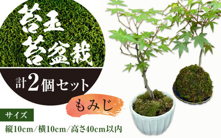 144-1234x3 苔玉 1個 苔盆栽 1個 (もみじ) 合計2個 セット コケ 苔 [2026年3月下旬から11月上旬迄順次発送予定]