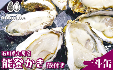 飛田水産 石川県七尾産 能登かき 殻付き一斗缶 | 牡蠣 ※要加熱 ※2027年1月〜発送